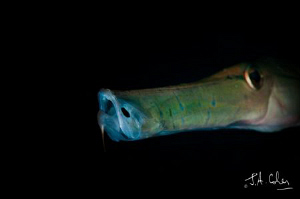 Trumpet Fish by Julian Cohen 